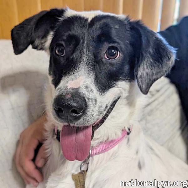 Sunnie in PA - Loves Lap Time & Belly Rubs!