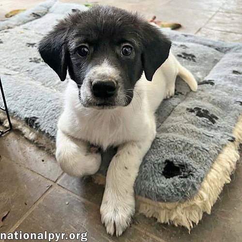 Angel in OH - An Independent Sweetheart!, an adoptable Great Pyrenees in Beacon, NY