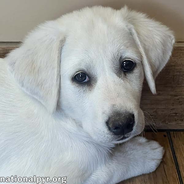 Fettuccine in OH - Incredibly Inquisitive!
