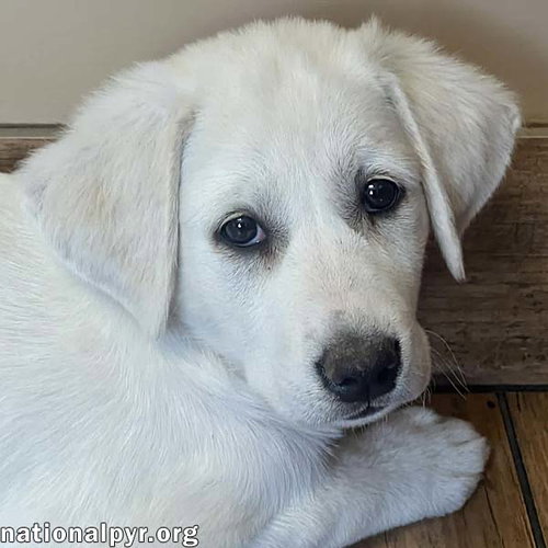 Fettuccine in OH - Incredibly Inquisitive!