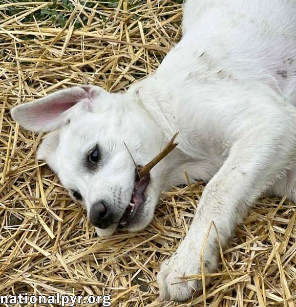 Fettuccine in OH - Incredibly Inquisitive!