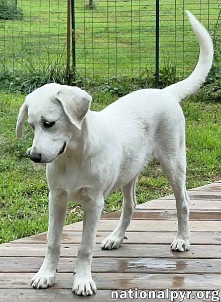 Fettuccine in OH - Incredibly Inquisitive!