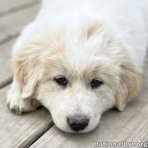 Macaroni in OH - Thoughtful & Independent!, an adoptable Great Pyrenees in Beacon, NY