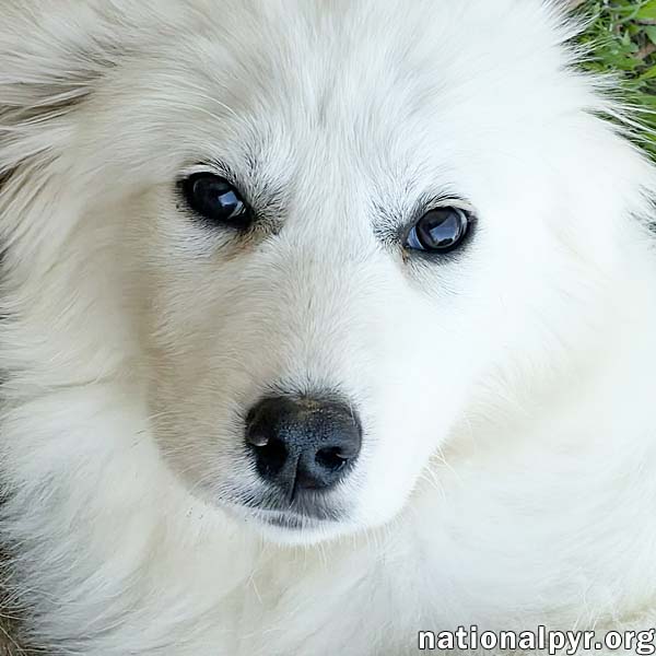 Annie in TN - Has Excellent Manners! Image
