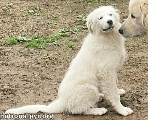 ANNIE IN TN - HAS EXCELLENT MANNERS! - Great Pyrenees available for adoption