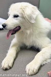 Annie in TN - Has Excellent Manners! - Photo 3