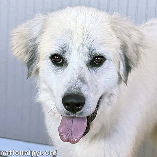 Rocky in OH - Gentle & Affectionate!