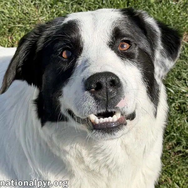 Casanova In Oh - World's Biggest Charmer - Great Pyrenees
