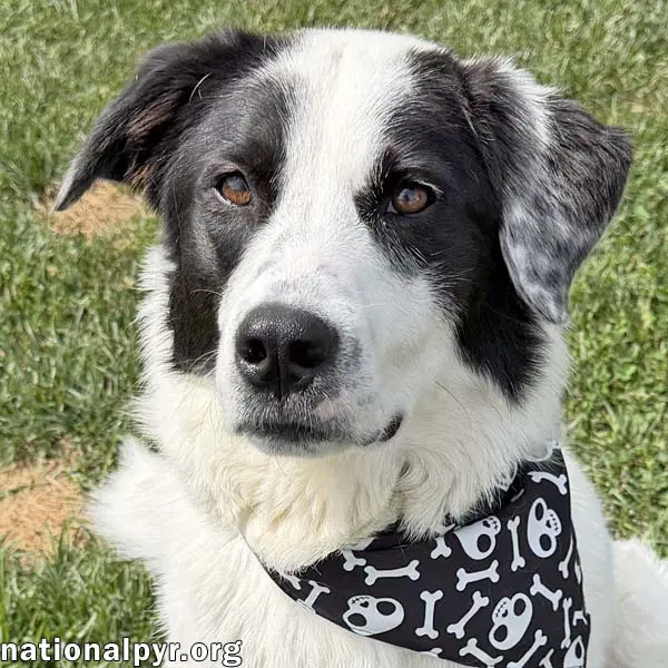 Casanova In Oh - World's Biggest Charmer - Great Pyrenees