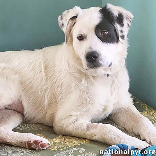 Laney in OH - Super Smart & Eager To Please!