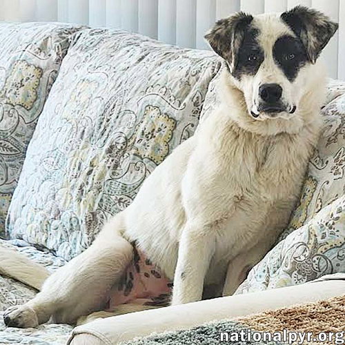Libby in OH - The Sweetest Young Pup There Is!