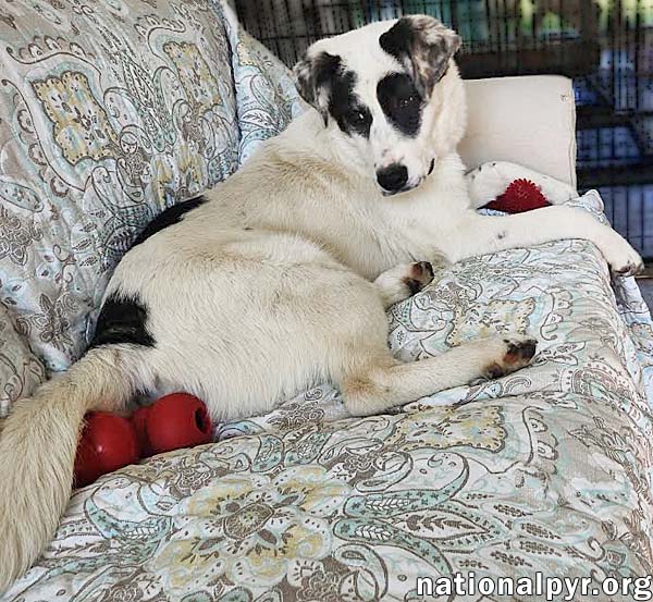 Libby in OH - The Sweetest Young Pup There Is!