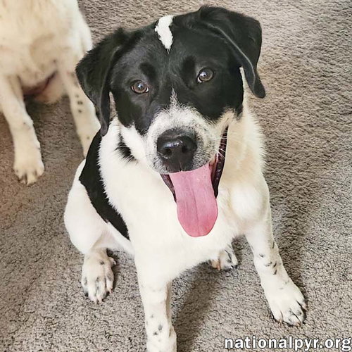Luke in OH - Loves Attention & Playtime!