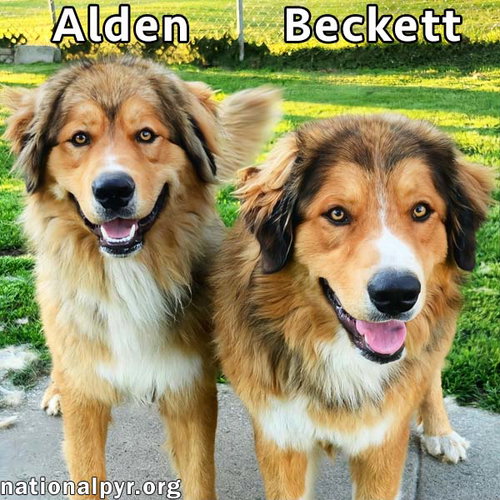 Alden & Beckett In Ky