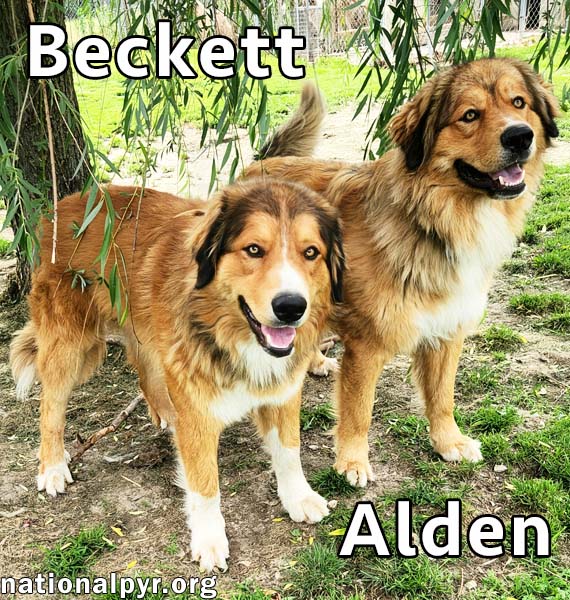 Alden & Beckett in KY - Double The Love!