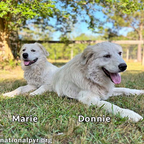 Donnie & Marie in GA - Sweet Bonded Pair!