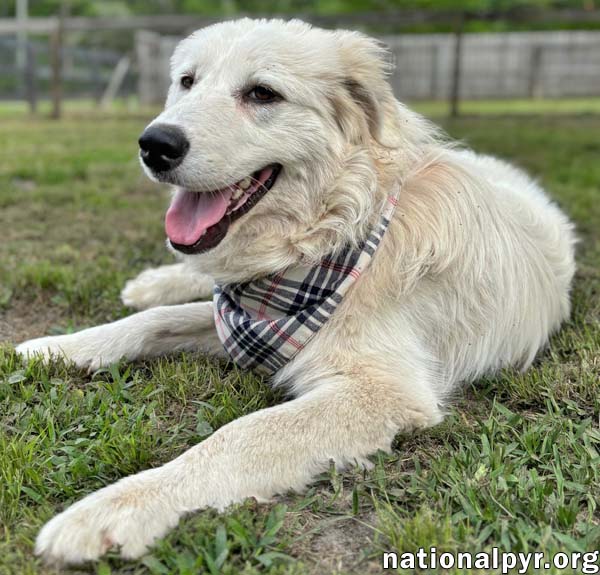 Donnie in GA - Sweet & Well-Mannered!