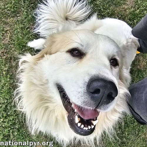 Sunnie in NC - Active, Sweet & Loving!, an adoptable Great Pyrenees in Beacon, NY