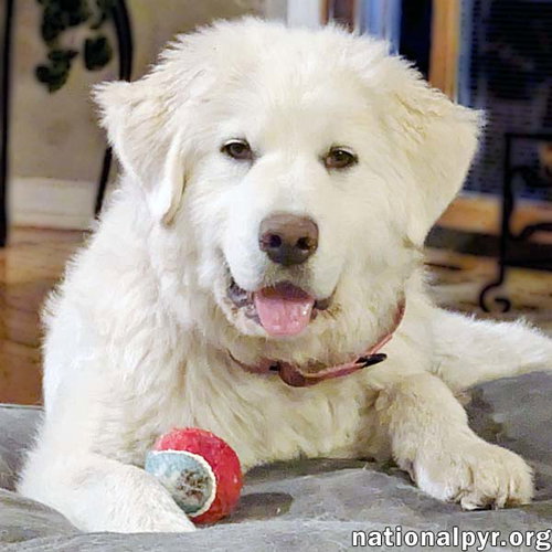 Sierra in MI - Spunky, Gentle, Caring & Smart!