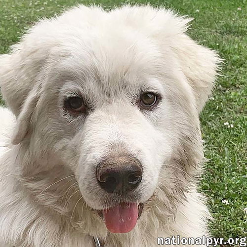 Skye in KY - Pyr Grace & Playful Spark!