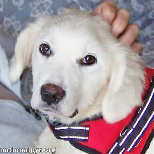 Maple in NJ - Loves Squeaky Toys & Car Rides!