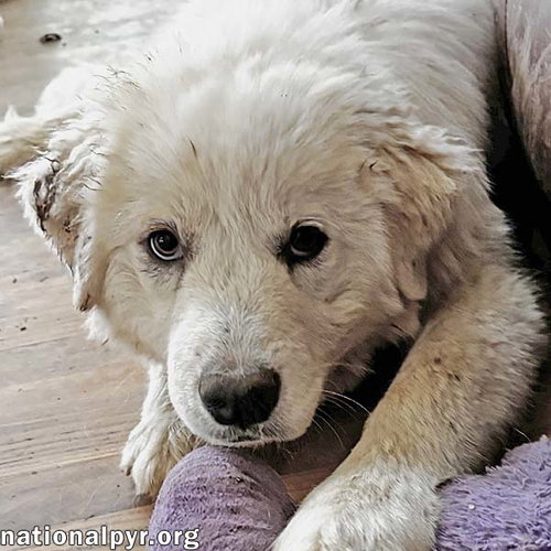 Blossom in VA - A Gentle & Playful Soul!, an adoptable Great Pyrenees in Beacon, NY