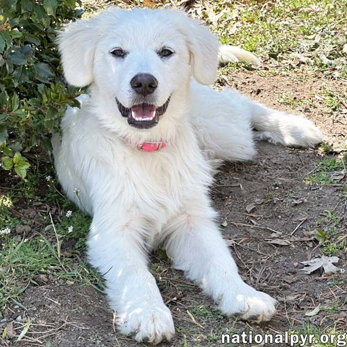 Poppy in CT - Loves To Be Held & Snuggled!