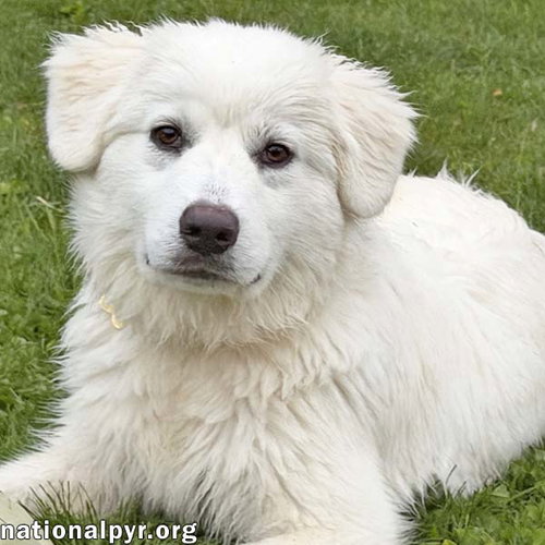 Poppy in CT - Loves To Be Held & Snuggled!, an adoptable Great Pyrenees in Beacon, NY