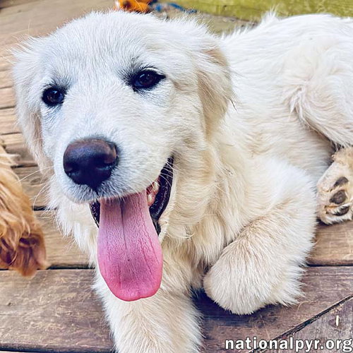 Ridge in VA - Inquisitive, Happy, & Friendly!