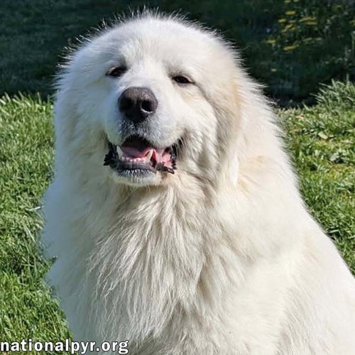 Clint in OH - Playful, Gentle & Silly!