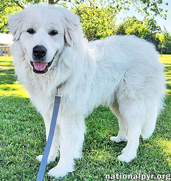 Newton in KY - Incredibly Friendly Boy!