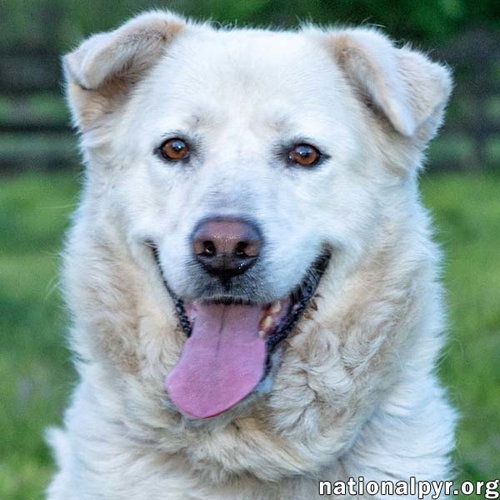 Hannah in TN - Sweet and Loving!