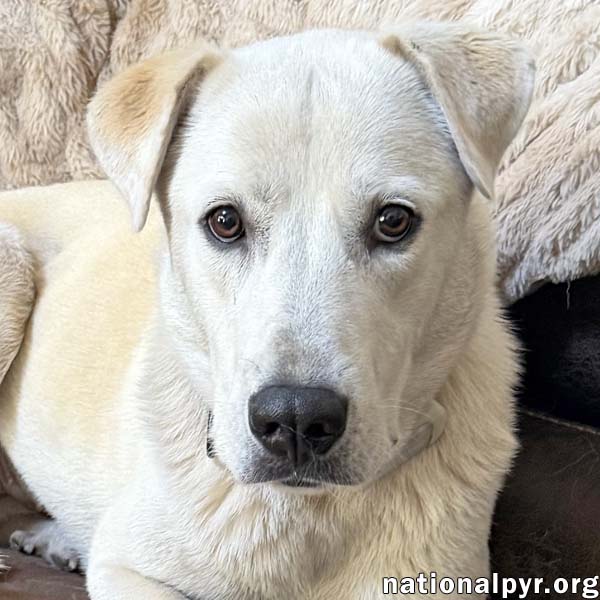Biscuit in FL - Gentle, Quiet & Courageous!
