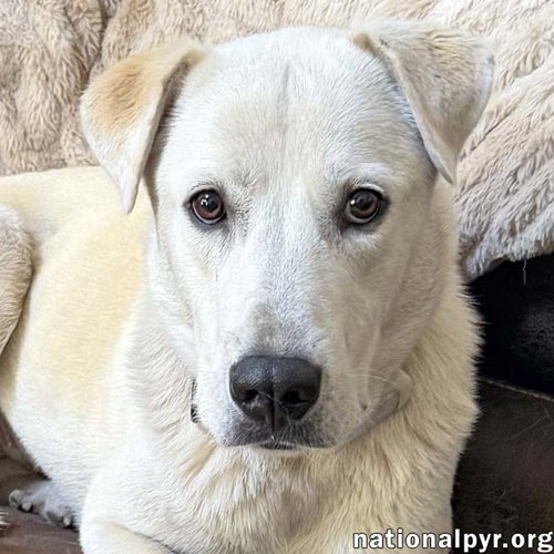 Biscuit in FL - Gentle, Quiet & Courageous!, an adoptable Great Pyrenees in Beacon, NY