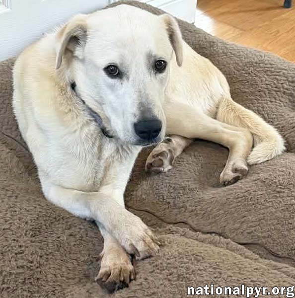 Biscuit in FL - Gentle, Quiet & Courageous!