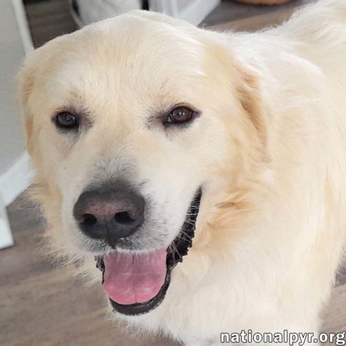 Harrison in AL - Extremely Laid-Back!, an adoptable Great Pyrenees in Beacon, NY