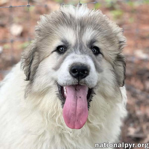 Wither in OH - Goofy & Affectionate!, an adoptable Great Pyrenees in Beacon, NY
