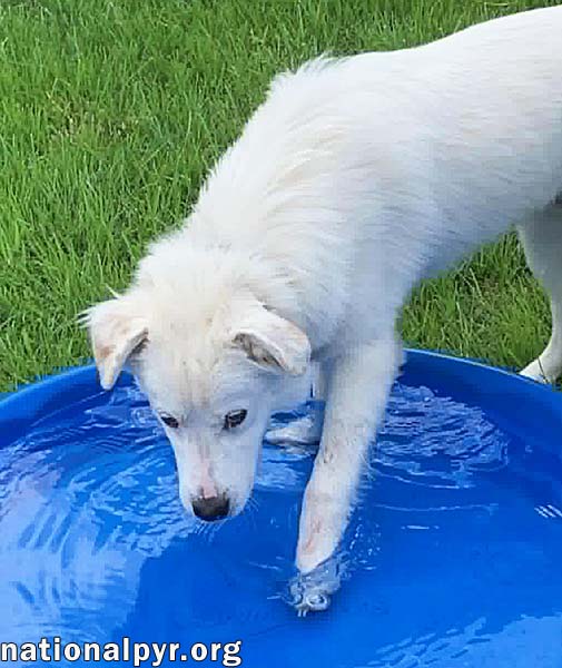 Filmore in KY - Loves Splashing In The Water!