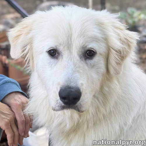 Baymax in GA - Adores Attention!
