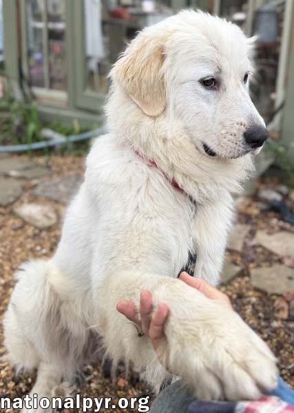 Baymax in GA - Adores Attention!