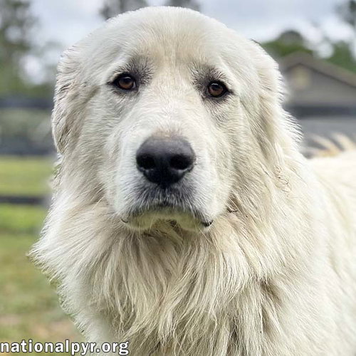 Levi in GA - Gentle & Loving!
