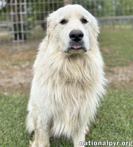 Levi in GA - Gentle & Loving!