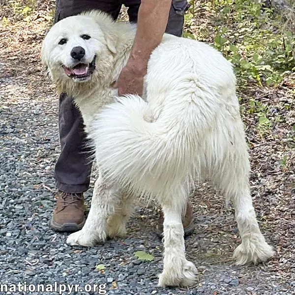 Red The White Dog In Nj - Eager-To-Please Sweetie - Great Pyrenees