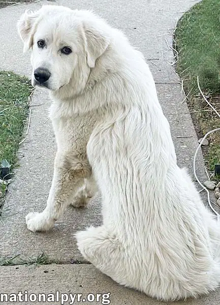 Red The White Dog In Nj - Eager-To-Please Sweetie image 2