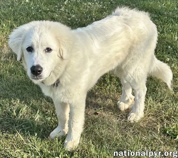 Red The White Dog In Nj - Eager-To-Please Sweetie image 3