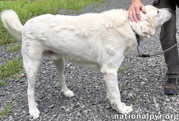 Yukon in NJ - Gentle, Sweet & Quiet!