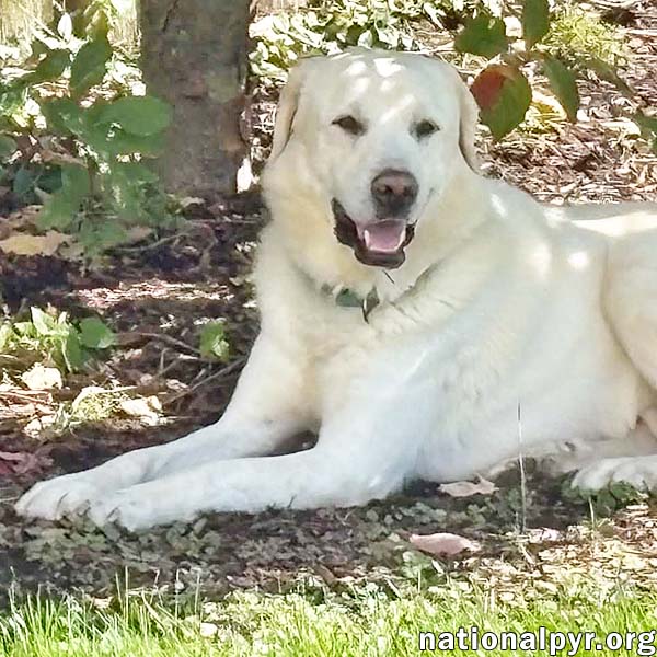 Yukon in NJ - Gentle, Sweet & Calm!