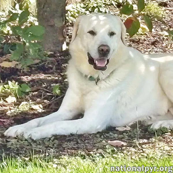 Yukon In Nj - Gentle Sweet  Quiet - Great Pyrenees