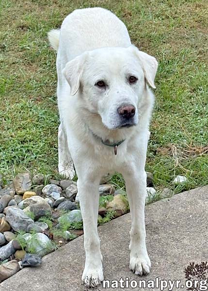Yukon in NJ - Gentle, Sweet & Calm!, photo 2