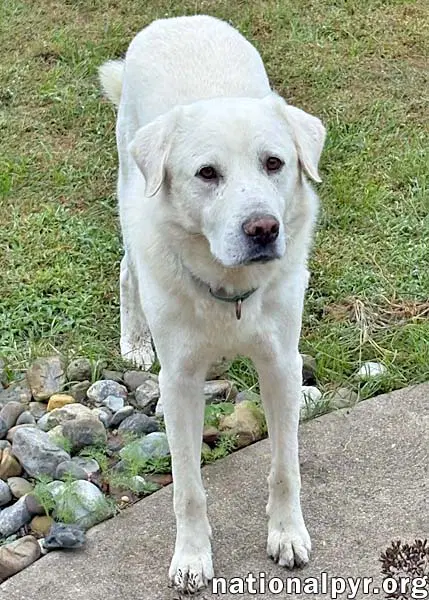 Yukon In Nj - Gentle Sweet  Quiet image 2